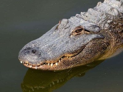 Critchlow Alligator Sanctuary